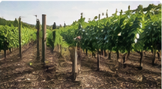 AGRICULTURE/VITICULTURE AGRICULTURE/VITICULTURE
